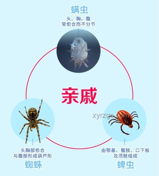 人类与螨虫：共存的生物对比分析